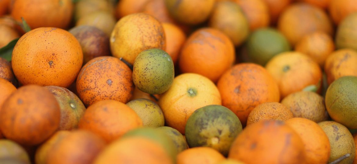 article_floridaorange