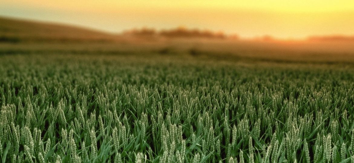 article_photosynthesis