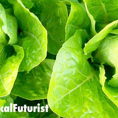 future_vertical_farm_vertical