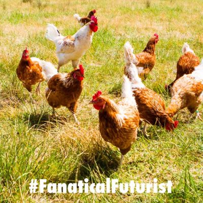 futurist_chicken_just